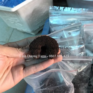 10 mút ươm ki Hà lan