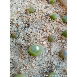 Cây Conophytum maughanii (Mua 2 tặng 1)