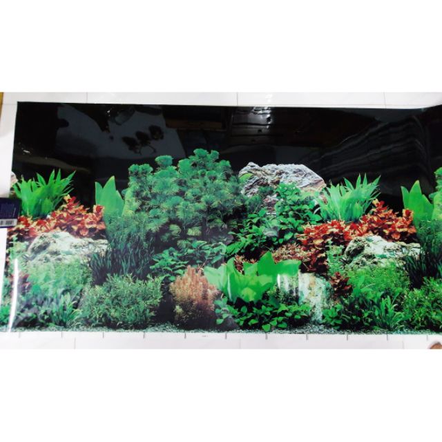 TRANH DÁN HỒ CÁ 2 MẶT CAO 60CM MẪU NGẪU NHIÊN