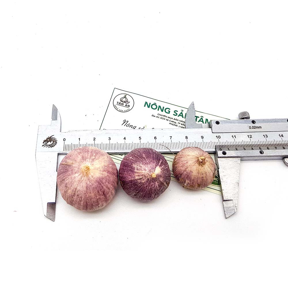 1kg tỏi cô đơn loại trung. Tặng 1 hộp tỏi đen cao cấp khi mua 5kg | BigBuy360 - bigbuy360.vn