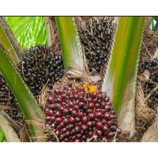 Hạt giống cây Cọ Dầu Ấn Độ (50k/20 hạt)