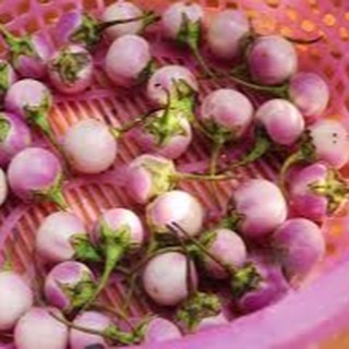 0.5gram HẠT GIỐNG CÀ PHÁO TÍM