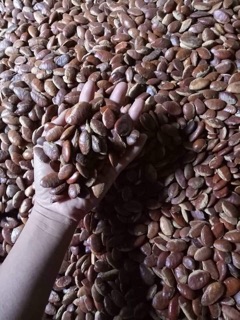 💕🌿 500g HẠT KO-NIA RỪNG 🍀🍁