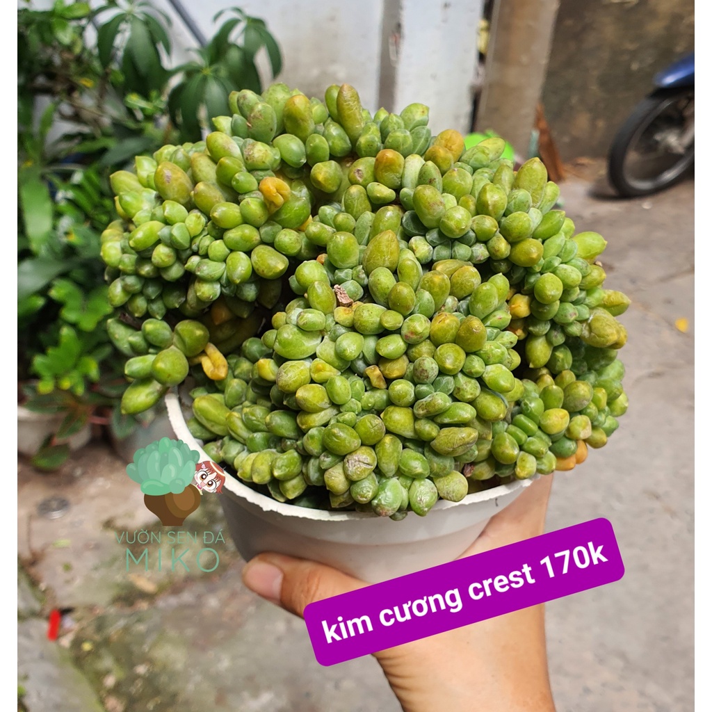 Sen đá Kim Cương Crest