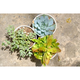 COMBO 10 SEN ĐÁ SIZE BẦU 🌵FREESHIP 🔥 ĐÃ THUẦN XỨ NÓNG ☘️ NGẪU NHIÊN 10 LOẠI KHÁC NHAU 🌟