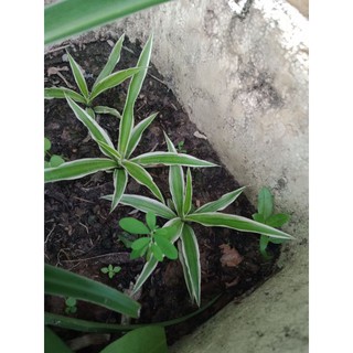 5 cây con cây mến khách/ rủ khách/ cỏ lan chi/ lan phát tài
