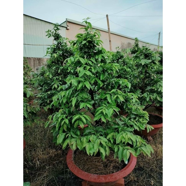 Phân bón lá, rễ Behn Meyer 30-10-10+TE giúp cây đâm tược, xanh lá, dày lá