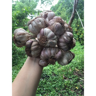 Tỏi tía ta nhánh chắc 1kg