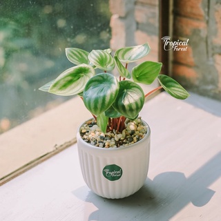 Cây sọc dưa hấu để bàn tropical forest