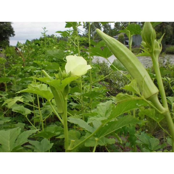 Hạt giống ĐẬU BẮP CAO SAN (TRÁI TRẮNG )