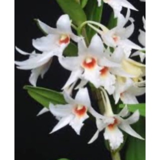 combo 6 loại lan chỉ 199k