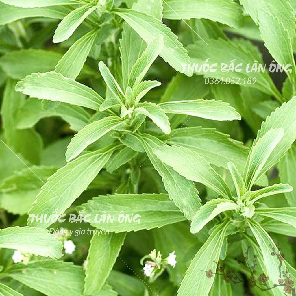 Bột cỏ ngọt sấy lạnh nguyên chất 1kg (Đường dành riêng cho người ăn kiêng tốt cho sức khỏe) - Thuốc Bắc Lãn Ông