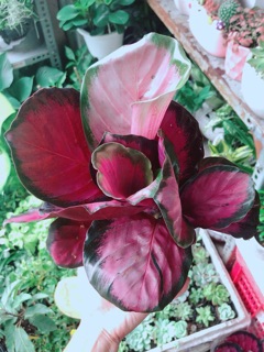 Chậu Cây Đuôi Công Tím
