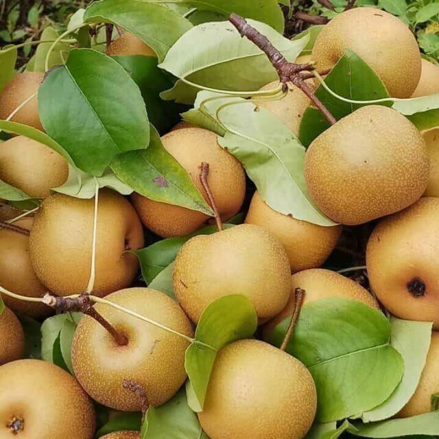Cây giống lê nâu