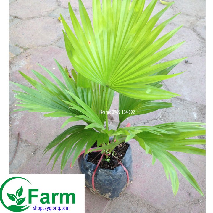 Cây cọ cảnh