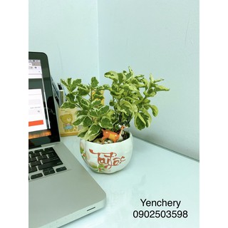 🌴Cây Cẩm thạch mini tặng chậu sứ + soải (giống hình)