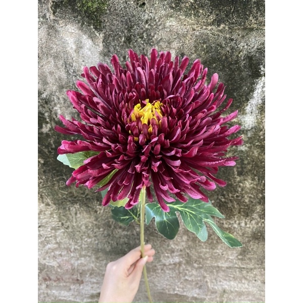 Cúc kim nhập khẩu cao cấp bông size đại 18 cm