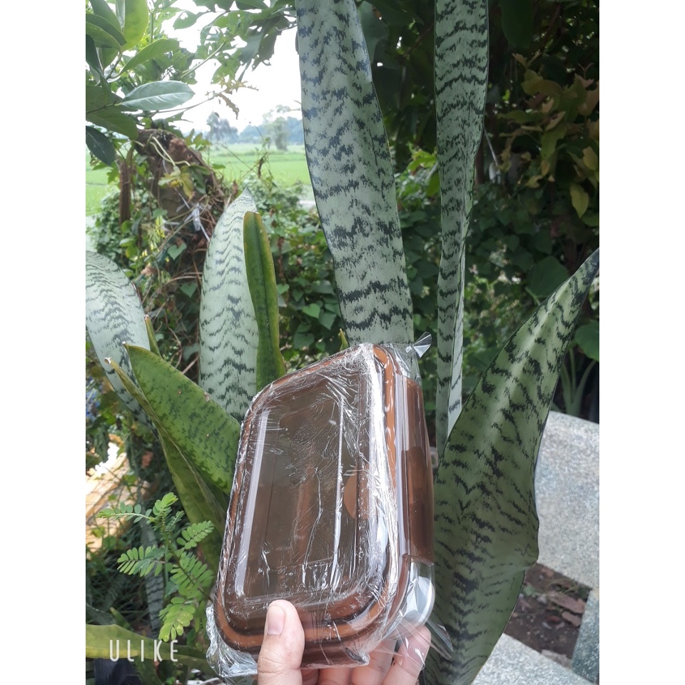 HỘP THỦY TINH CHỮ NHẬT NẮP NÂU 640ml