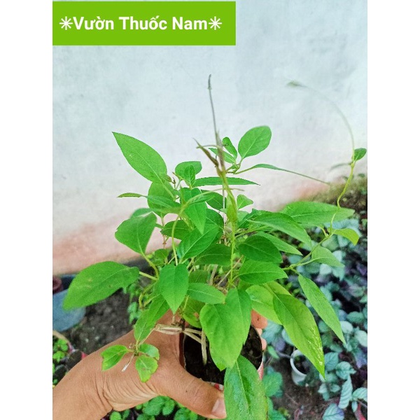 Bầu giống cây giống lá mơ trơn làm bánh