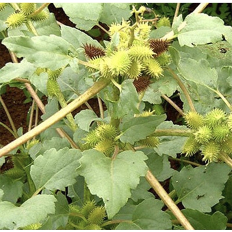 1Kg Quả ké đầu ngựa khô