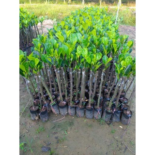 CÂY GIỐNG MÍT RUỘT ĐỎ ( CÂY GHÉP CHO TRÁI SIÊU SỚM)