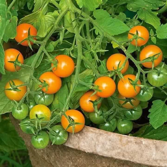Hạt giống cà chua bi dây chùm vàng Thái lan