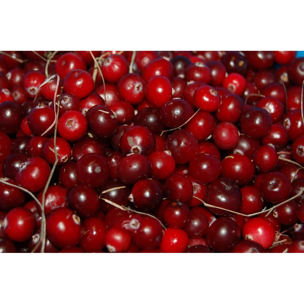 Nến thơm thiên nhiên Bolsius Wild Cranberry 305g - việt quất hoang dã, khử mùi, không khói, nhập khẩu Châu Âu