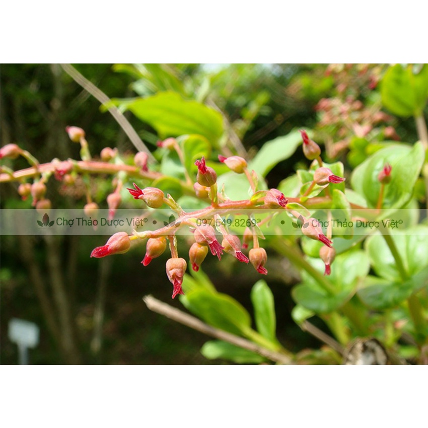 Tang ký sinh khô sạch 1kg giúp bổ huyết- Chợ Thảo Dược Việt
