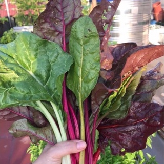 [Hạt giống Mỹ] Hạt giống Cải Cầu Vồng tỷ lệ nảy mầm 95%