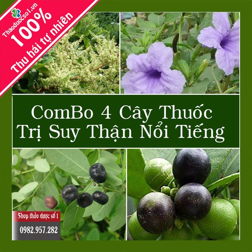 COMBO 4 Cây Thuốc Trị Suy thận, Thận Hư Hiệu Qủa - 4KG SP Nam Dược Nguyễn Thi