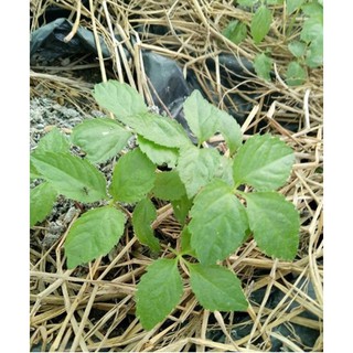 Hạt giống cây Nhân sâm