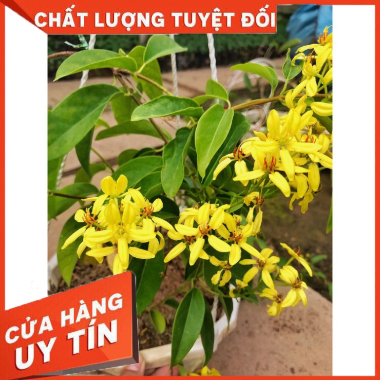 Cây Hoa Mai Hoàng Yến trồng chậu trắng . cây hoa nở quanh năm phát triển rất nhanh, hoa cảnh leo ban