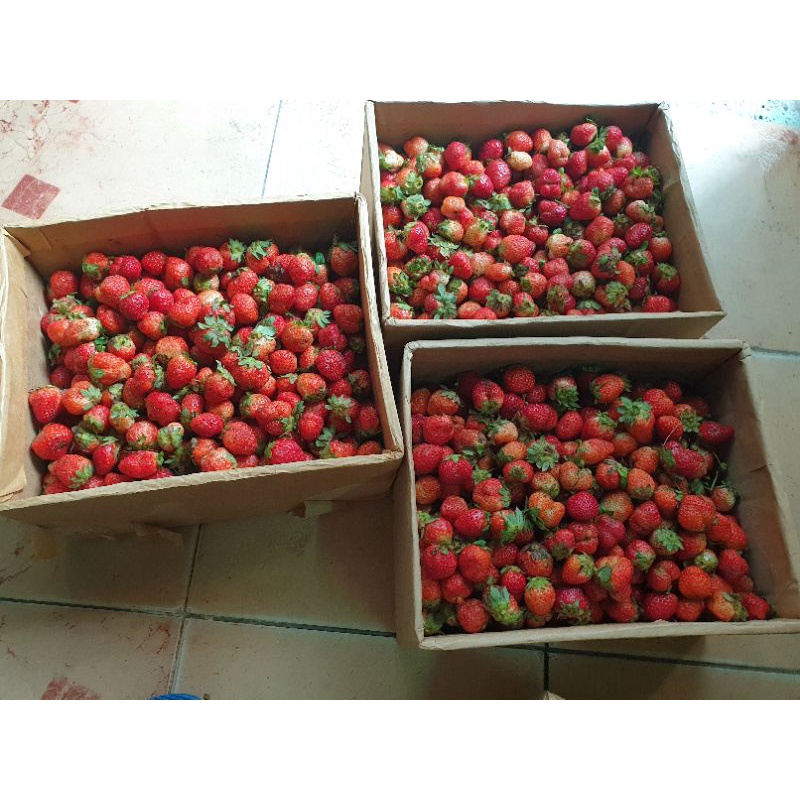 1kg dâu tây tây mỹ đá size Nhất