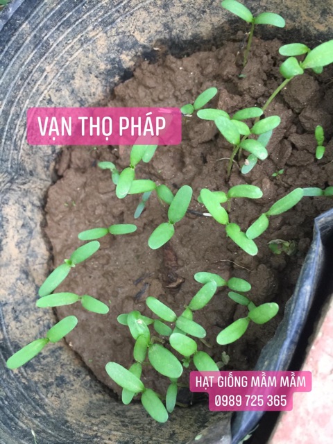 Vạn thọ pháp mix màu 50k/1.200 hạt