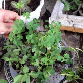 cỏ may mắn(me đất.cỏ 3 lá)