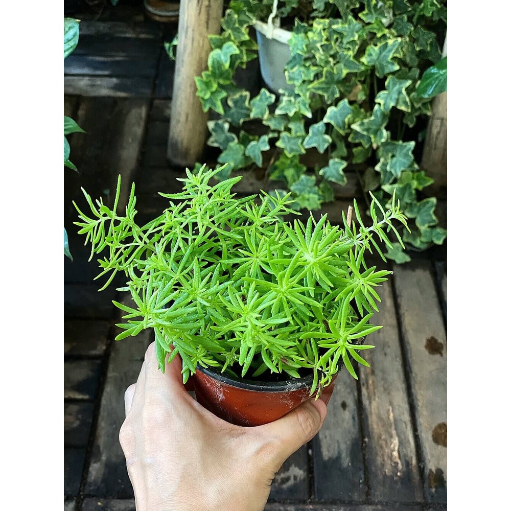 Cây Sedum rupestre Angelina (Cỏ Cảnh Thiên) chậu nhựa