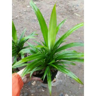 CÂY LÁ DỨA THƠM(cây đảm bảo sống 100%)