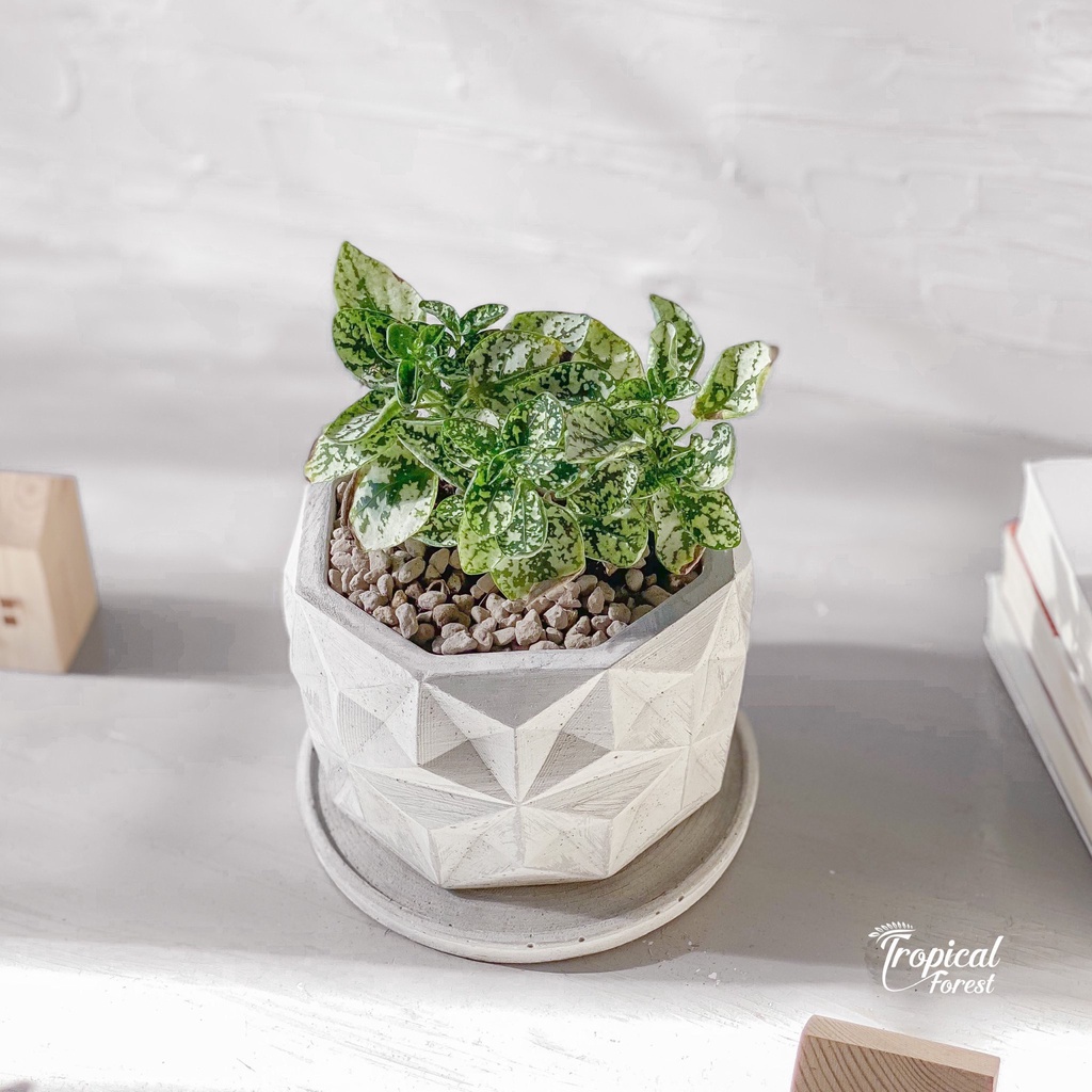 Cây cẩm nhung lá màu TROPICAL FOREST