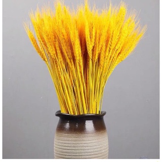 100 Bông Lúa Mạch Khô Decor Trang Trí