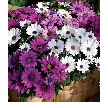 100H  - #Hạt_Giống_Cúc_Châu_Phi_Mix ( tặng kèm kích mầm và phân bón )