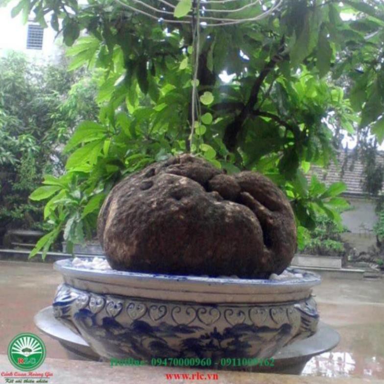Bình Vôi Củ Tròn 1-5kg  Loại 01