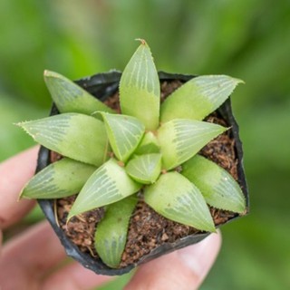 Sen đá guốc 5-7cm - Vườn sen đá