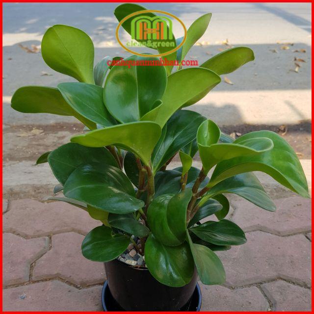 Cây trường sinh xanh Thái phong thủy mệnh Mộc