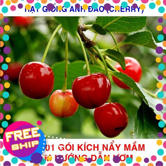 10 Hạt giống Anh đào (Cherry) (tặng gói Kích nẩy mầm và Hướng dẫn) TRỢ GIÁ KHUẾN MẠI TẾT