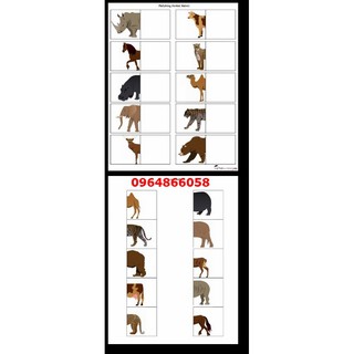 HỌC LIỆU CHO BÉ: Ghép hình đuôi động vật-  Giấy cứng ép plastic có bóc dán