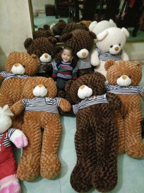 Gấu teddy 1m5