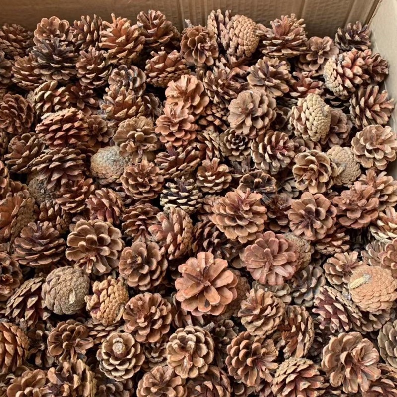 Quả thông khô trang trí nhà cửa decor phòng trang trí noel