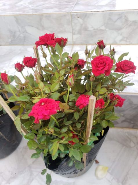 Cây Hồng Tỉ Muội