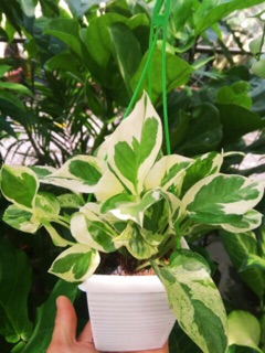 Trầu bà cẩm thạch