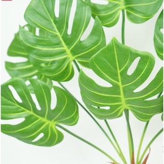 Cụm TRẦU BÀ LÁ XẺ [Cây decor, cây trang trí ANTHINH DECOR]